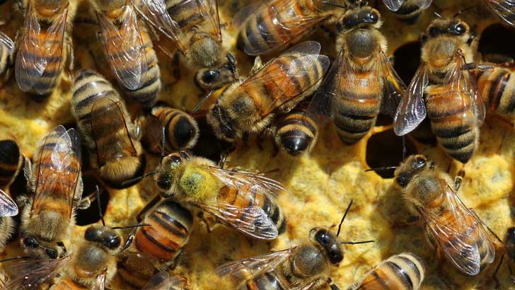 bees do the waggle dance