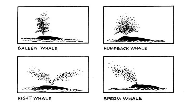 why do whales spout