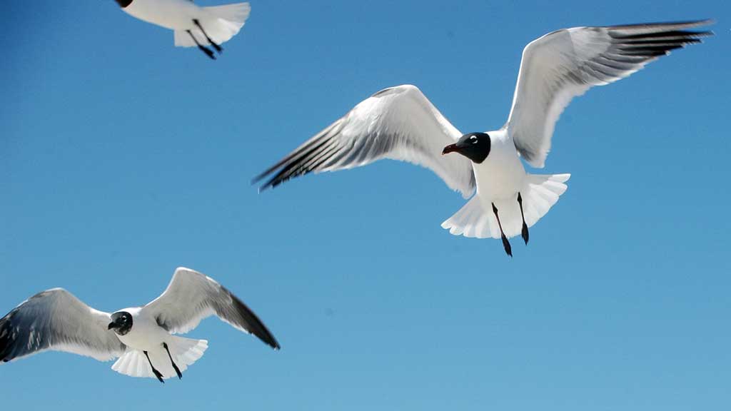 birds flying in the sky