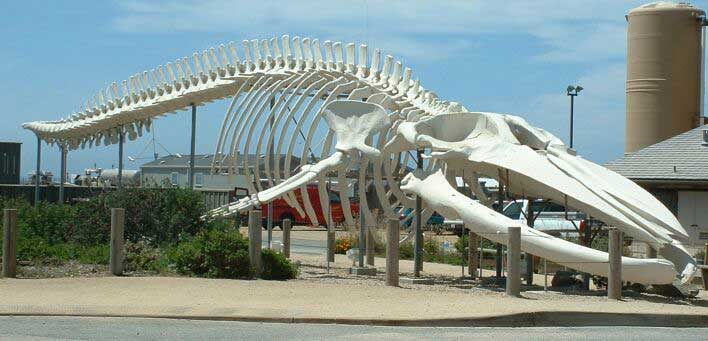 blue whale skeleton