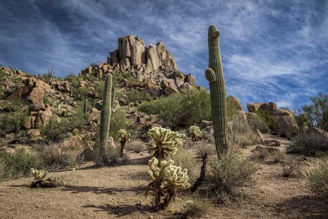 how does the cactus survive without water