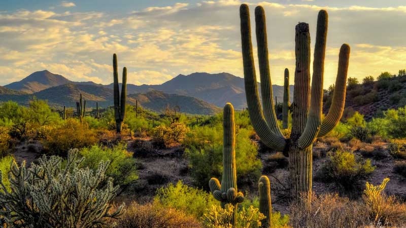 the saguaro cactus grows really slowly