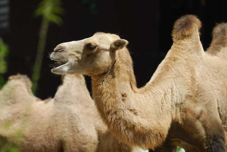 How Fast Acn A Camel Run / Camels are capable of reaching speeds close