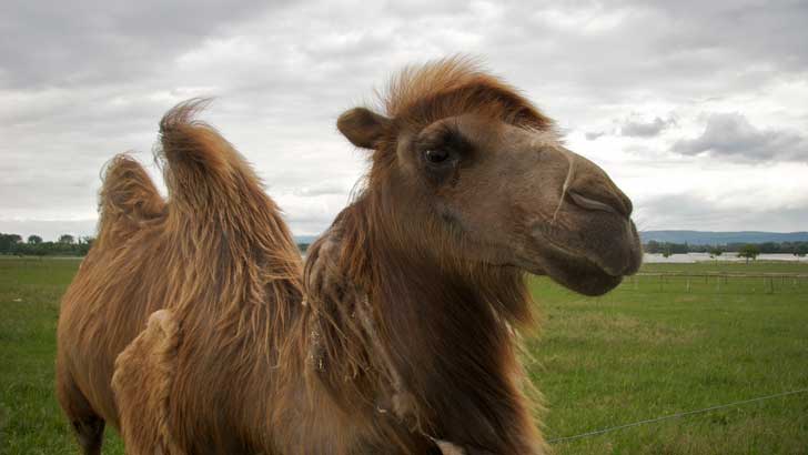 How Is Camel Hair Or Fur Used To Make Jackets, Coats, Sweaters, and