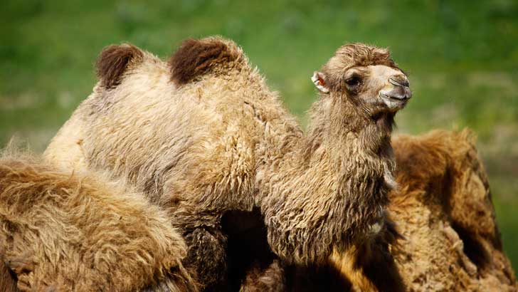 how do camels shed their hair