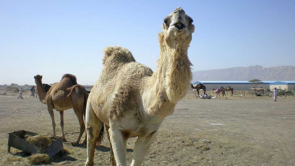 How Long Can a Camel Go Without Drinking Water? - Zippy Facts