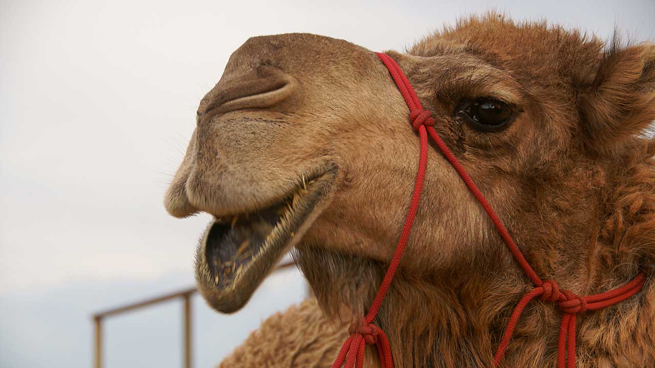 a hungry camel that really wants some yummy food