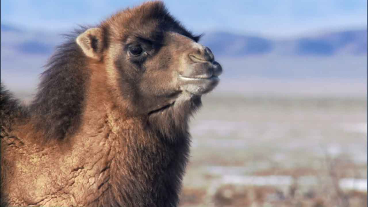 this camel looks like he's about to spit