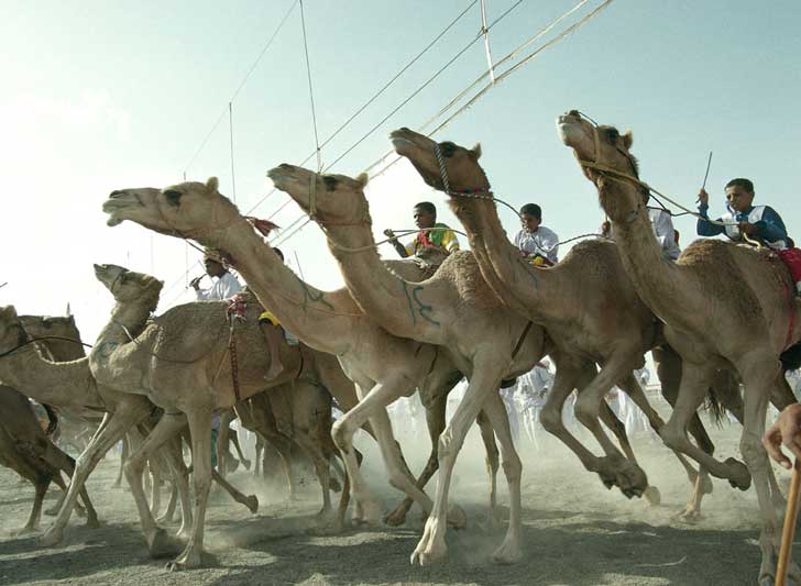 which is faster a horse or a camel