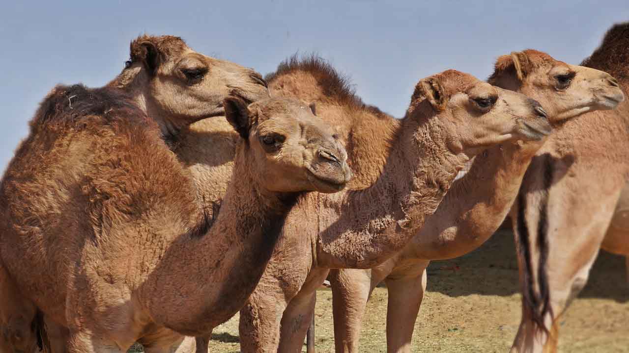 a bunch of dirty camels standing around