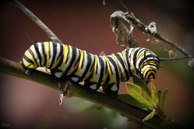 caterpillar word