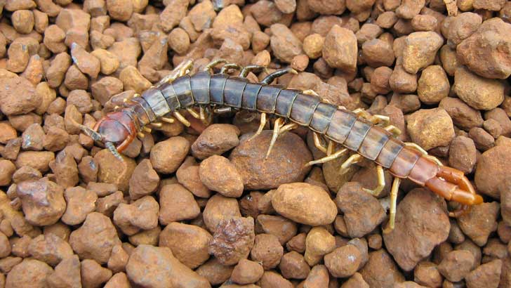 centipede or millipede