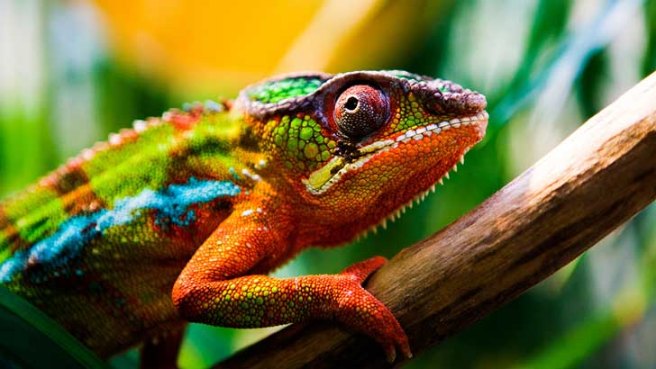 chameleon changing colors