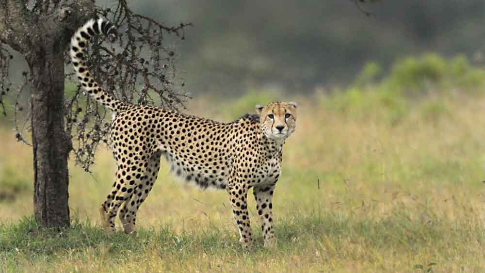 Cheetah in Kenya