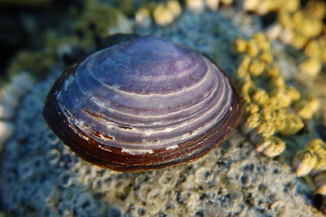 How Does a Clam Eat?