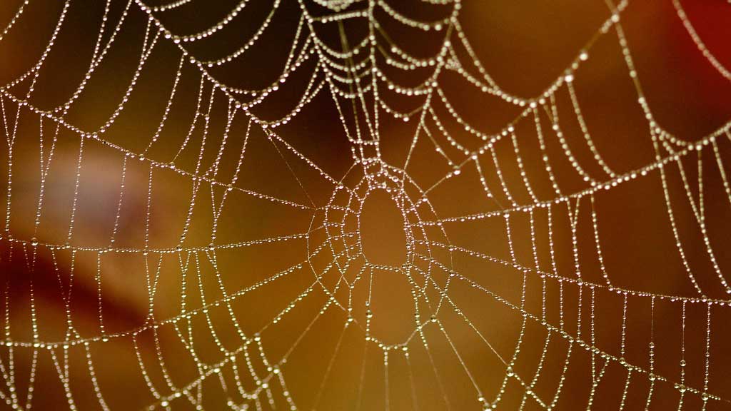 cobweb with dew