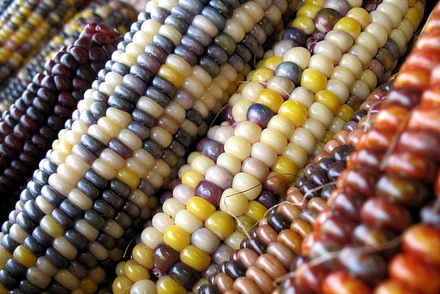 How Many Varieties Of Sweet Corn Are There