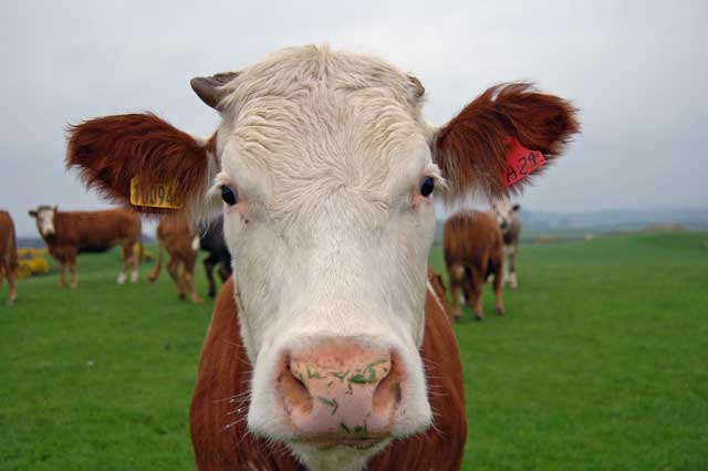 Why Does a Cow Chew Its Cud? - Zippy Facts