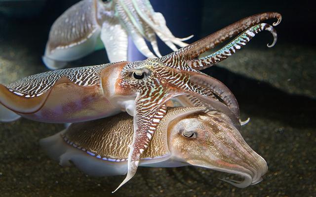 cuttlefish are not squid