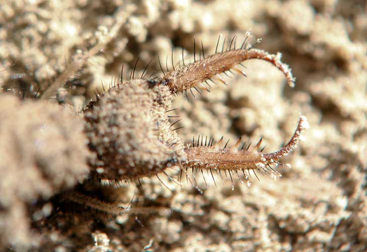 how did the doodlebug get its name