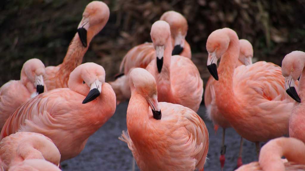flamingos grooming