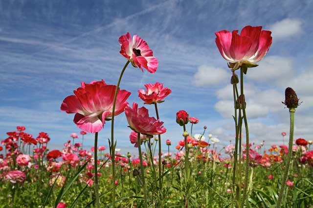 why-do-flowers-close-up-at-night-zippy-facts