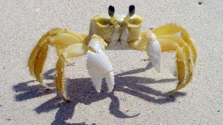 how do crabs breathe on land