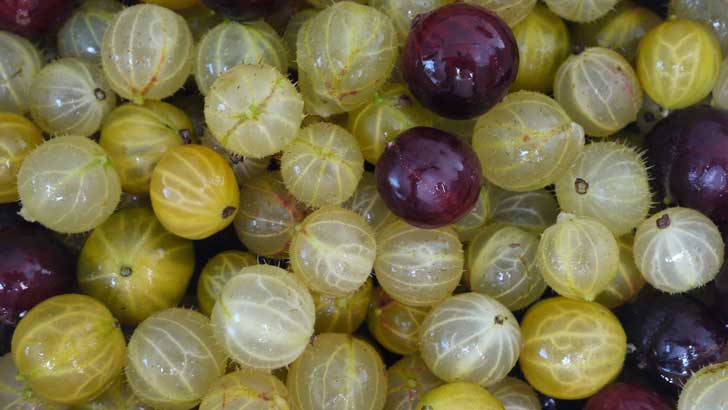 how did the gooseberry get its name