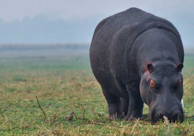 hippo poop everywhere