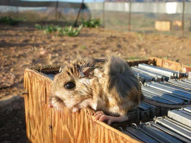 kangaroo rat