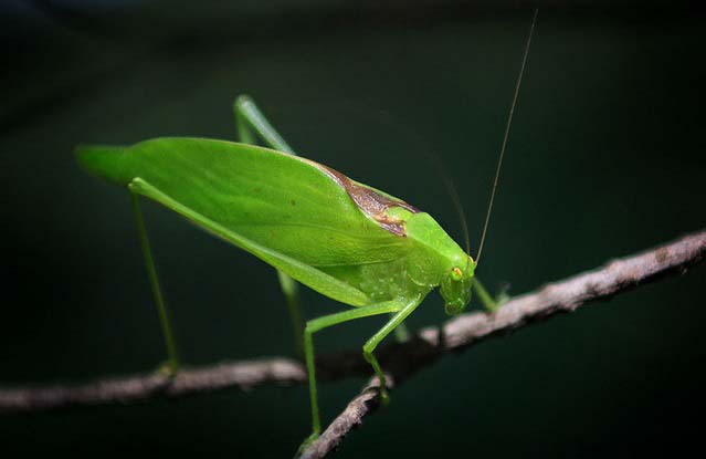 katydid and cicada difference