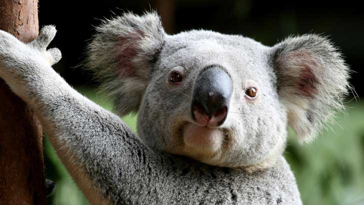 can the koala bear live in america