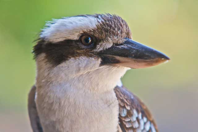 laugh kookaburra