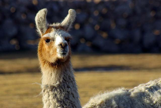 llama beast of burden