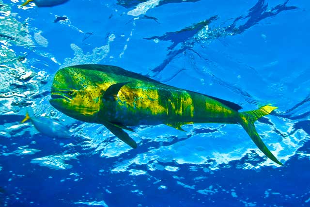 mahi mahi dolphinfish