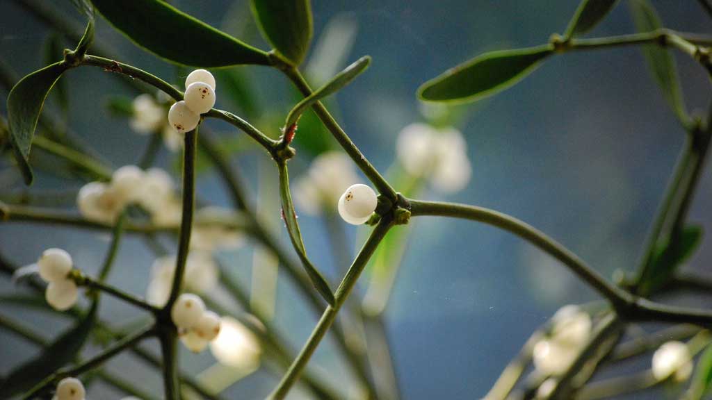 mistletoe plant in the wild