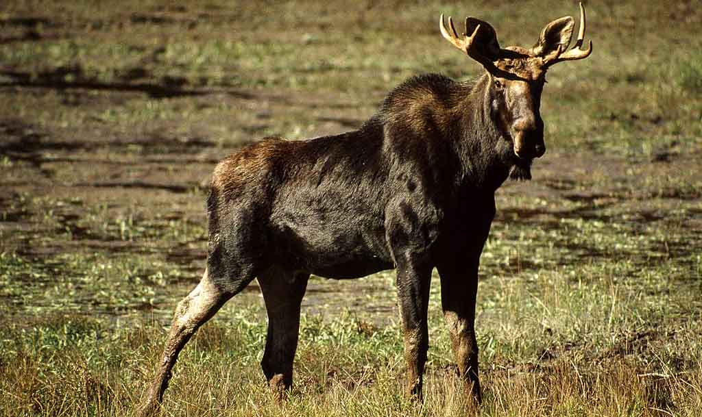 wild moose are both cute and ugly