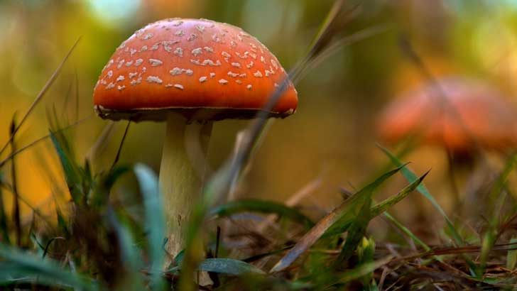 tip of a mushroom