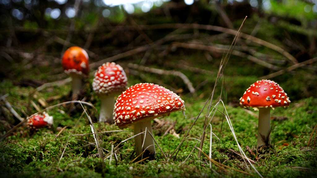 mushrooms in a forest