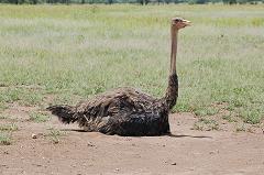 Does an Ostrich Really Hide Its Head in the Sand?