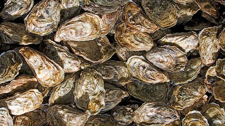 what is the difference between oysters and clams