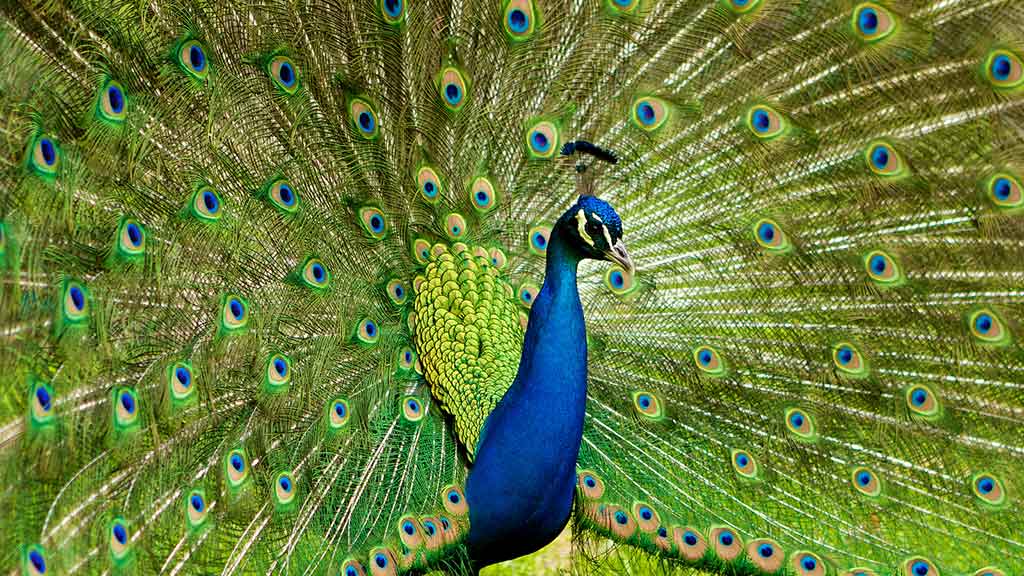 peacock displaying its plumage