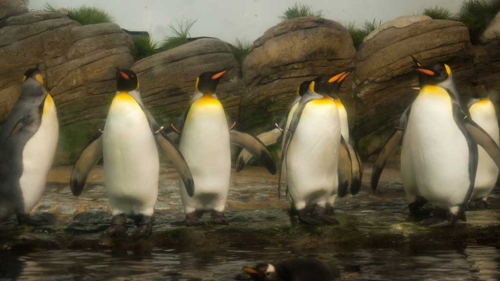 penguins in a row