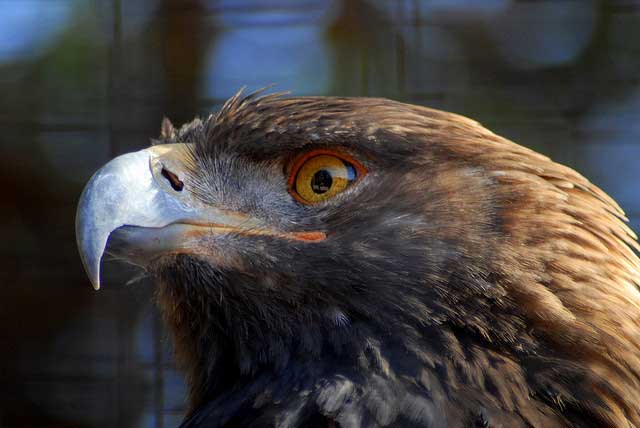 real phoenix bird sightings