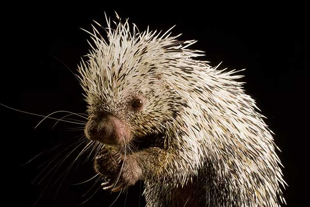 baby porcupine quils