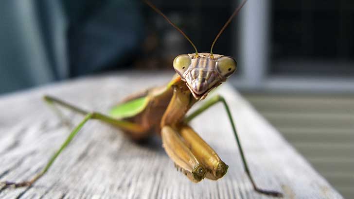 how the praying mantis got its name