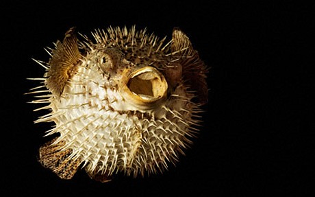 how does a puffer fish defend itself