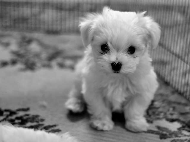 cute white puppy