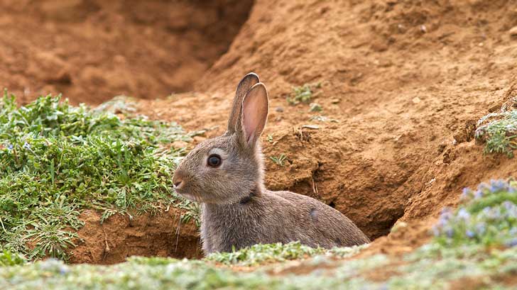 rabbit or hare