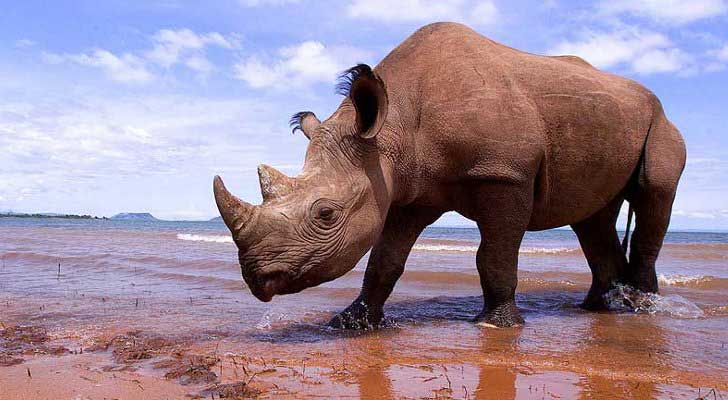 How Did the Rhinoceros Get Its Name and Why Are Rhinos Not Classified